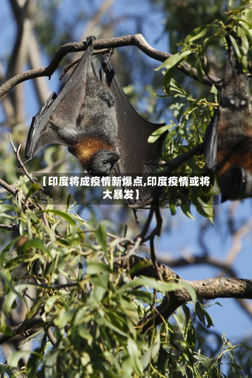 【印度将成疫情新爆点,印度疫情或将大暴发】-第3张图片
