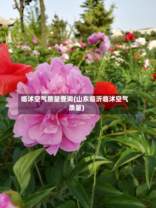 临沭空气质量查询(山东临沂临沭空气质量)-第2张图片