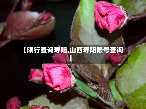 【限行查询寿阳,山西寿阳限号查询】-第2张图片