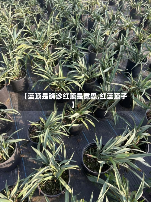 【蓝顶是确诊红顶是意思,红蓝顶子】-第2张图片