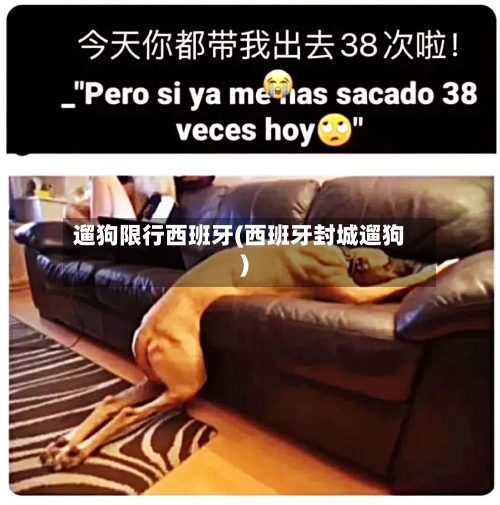 遛狗限行西班牙(西班牙封城遛狗)-第2张图片